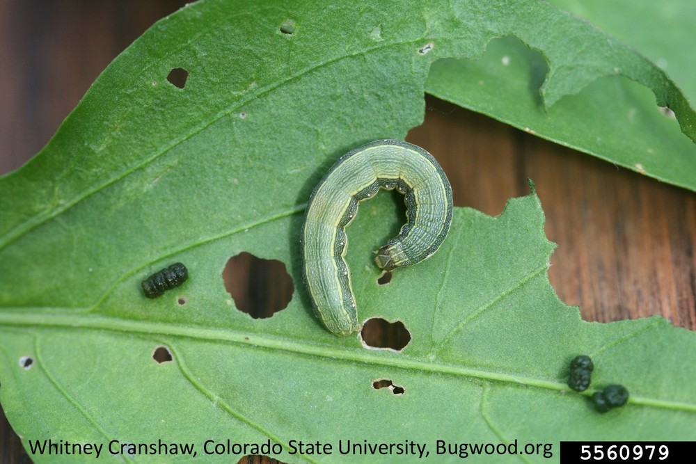 Beet Armyworm Trap