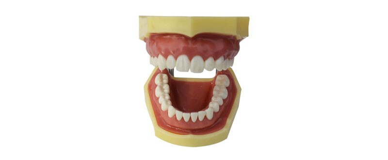 Teeth Model,Demonstration Teeth Model,Standard Study Teaching Mode
