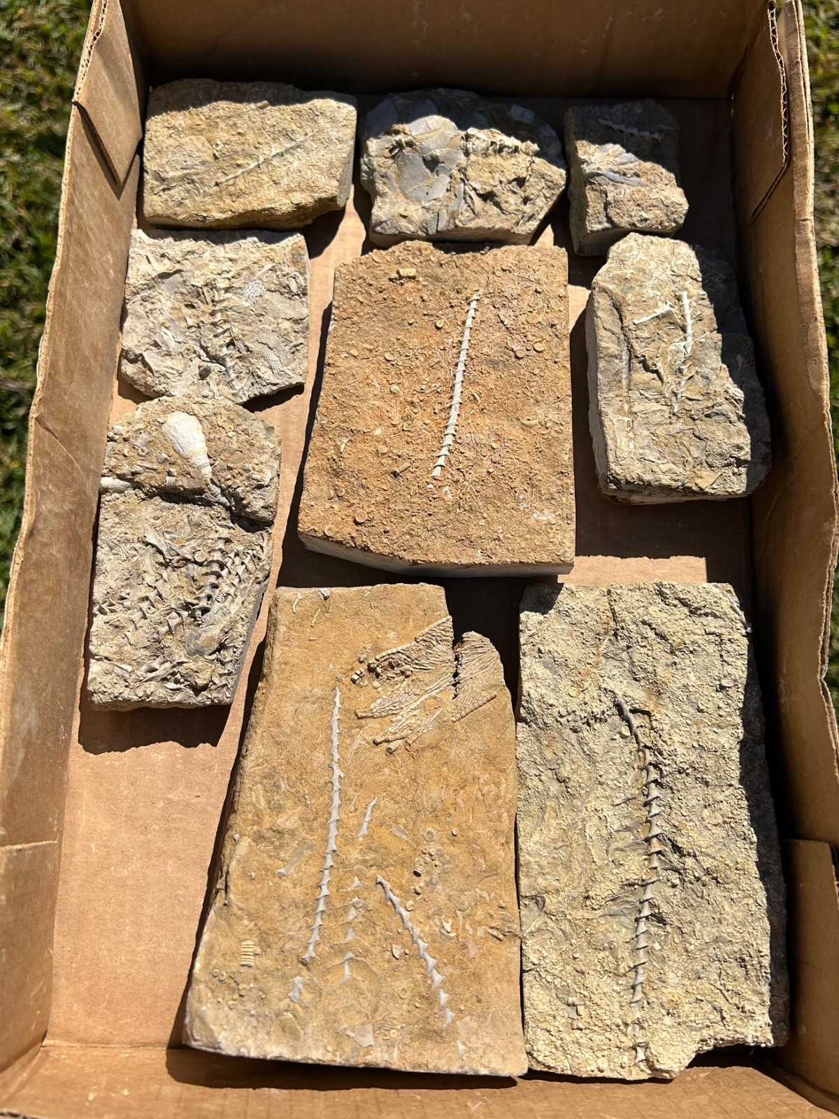 Fossil Bryozoans LOT Archimedes Screws Fronds Wholesale Alabama Bangor Limestone