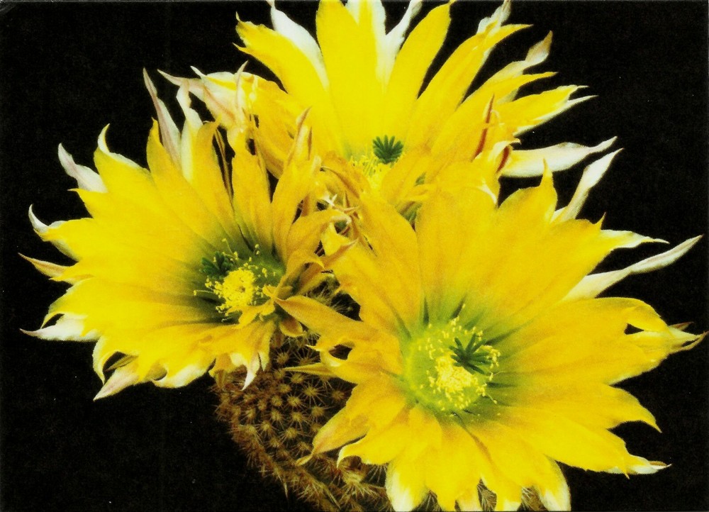 CACTUS, ECHINOCEREUS DASYACANTHUS, NOTE CARD