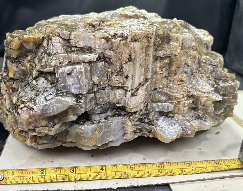 Silver Creek Junction petrified wood