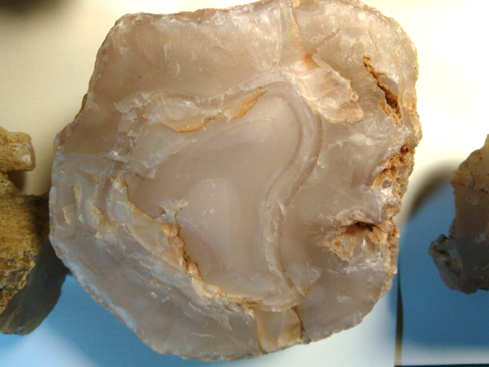 Petrified Wood Limb Casts- Over 10-1/2 lbs.