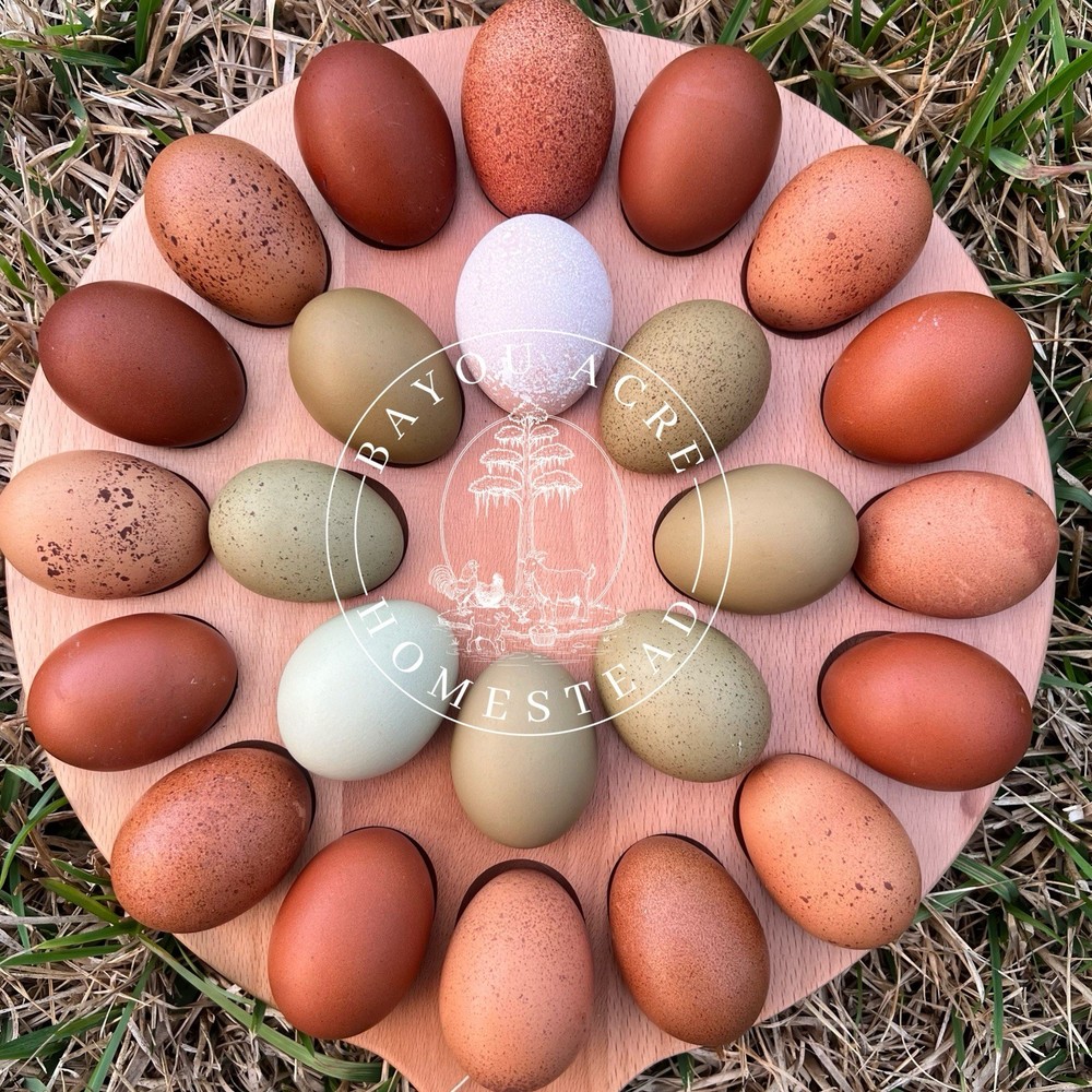 🐣RAINBOW HATCHING EGGS - NOT BARNYARD MIX MARANS - OLIVE EGGERS - WELSUMMER🐣
