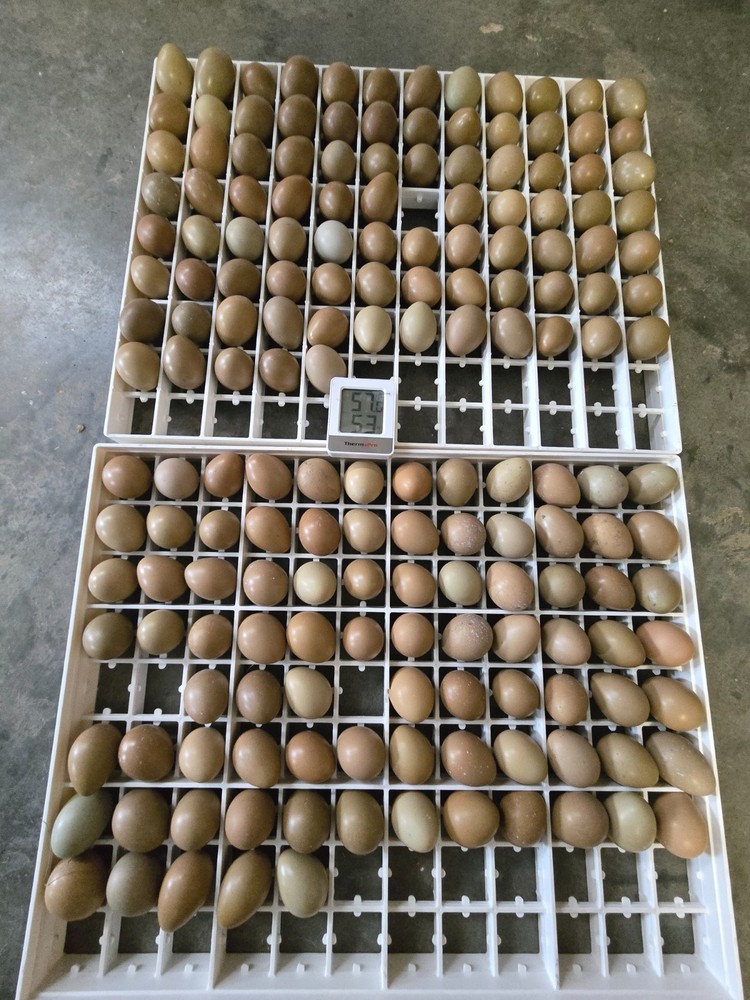 fertile pheasant eggs 36 plus 12