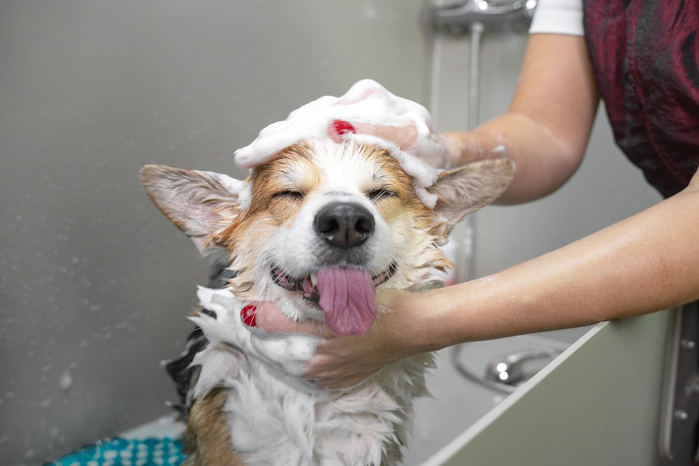 Groomer Essentials Senior Support - Medium