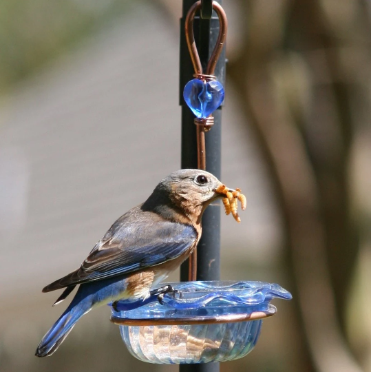 Bluebird Feeder Single