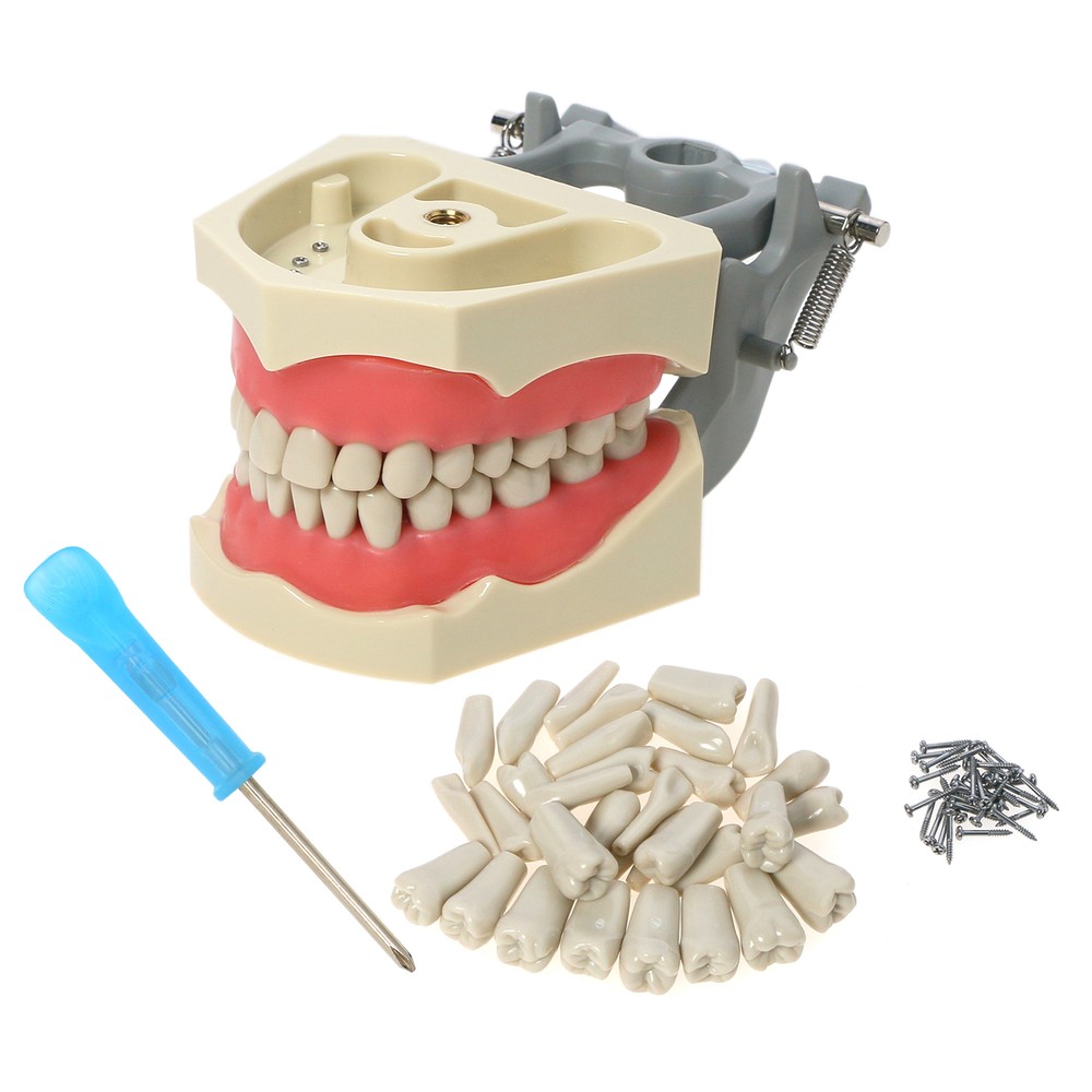 32pcs Columbia Dentoform Dental Typodont Model Removable Teeth Soft Gingiva Pole