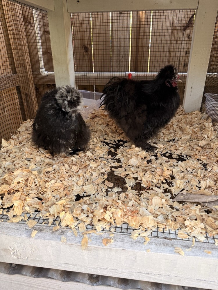 6 Silkie Various Colors hatching eggs