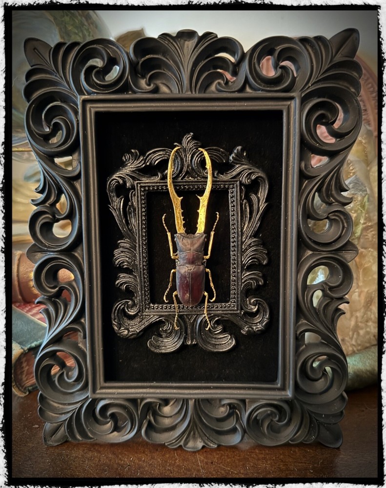 Double framed gilded - real beetle art piece - oddities - gothic