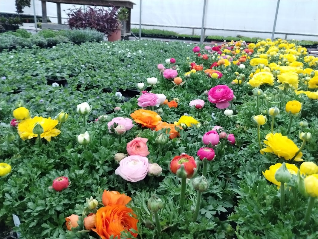 100 Ranunculus Bulbs DOUBLE Buttercups Spring BARGAIN!