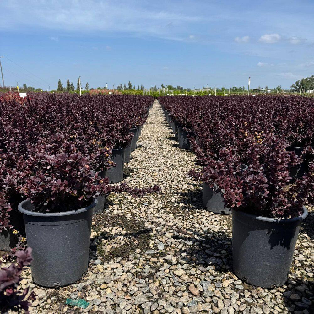 #5 Container Berberis T Concorde' Shrub Plant (2-Pack)