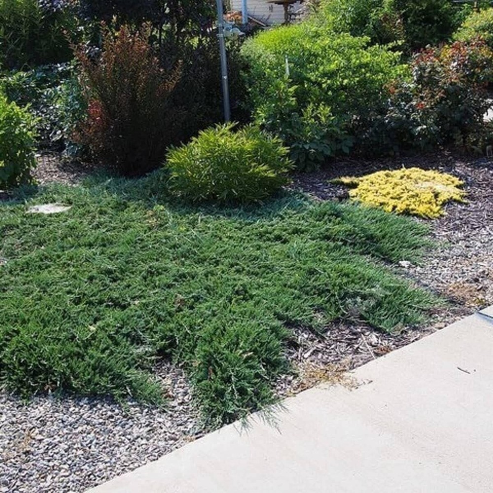 Juniper Bar Harbor | 4 Inch | Juniperus horizontalis | Groundcover