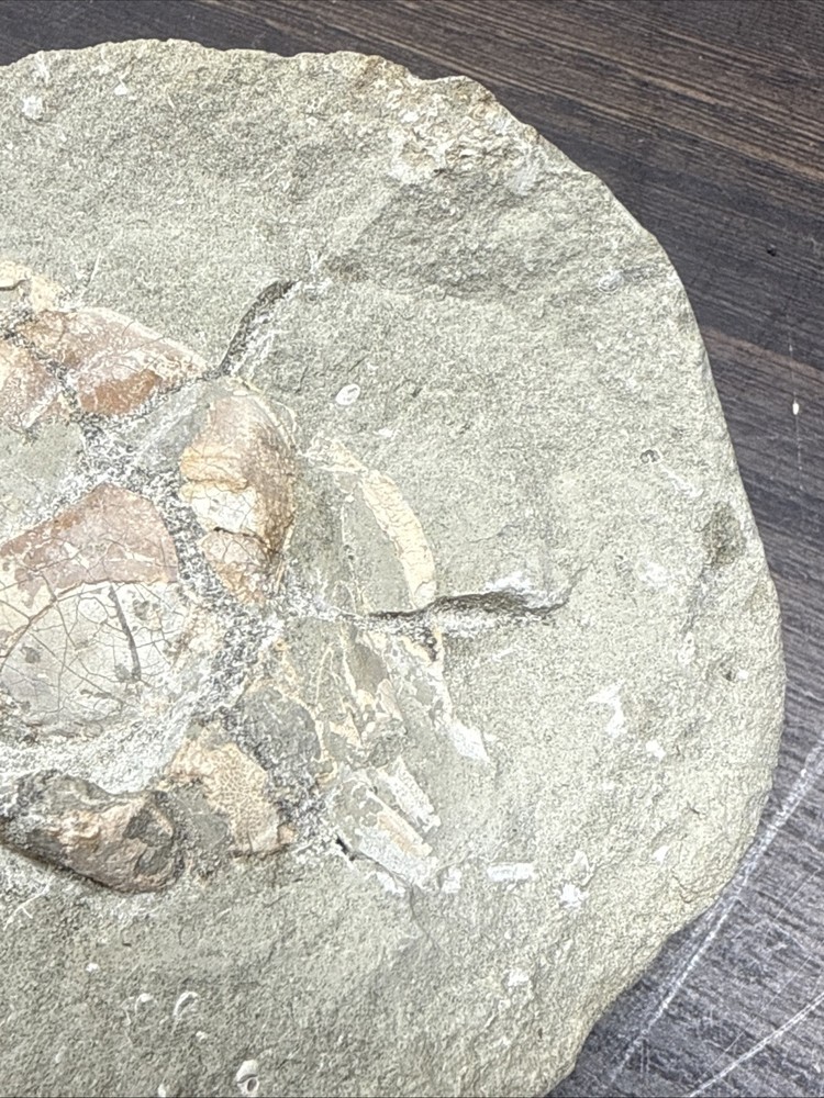 Unique Fossil Crab Ball Type Specimen