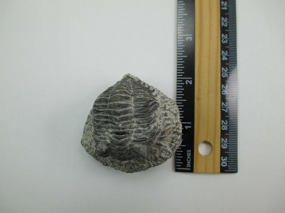 Trilobite Fossil Authentic? 008F