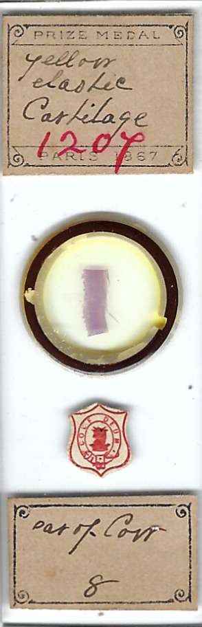 Yellow Elastic Cartilage Microscope Slide by Arthur C. Cole