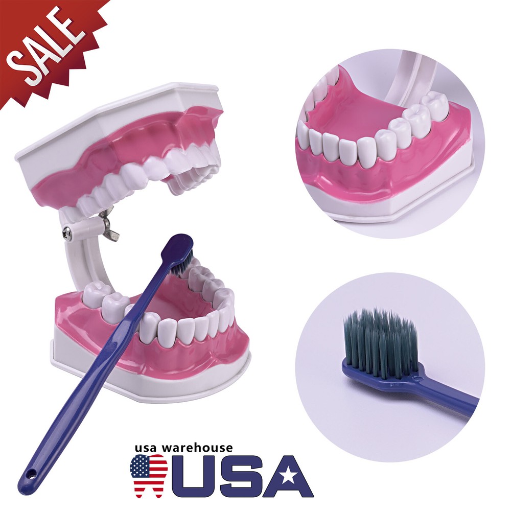 US Dental Teach Typodont Demonstration Teeth Model with Braces For Patient Study