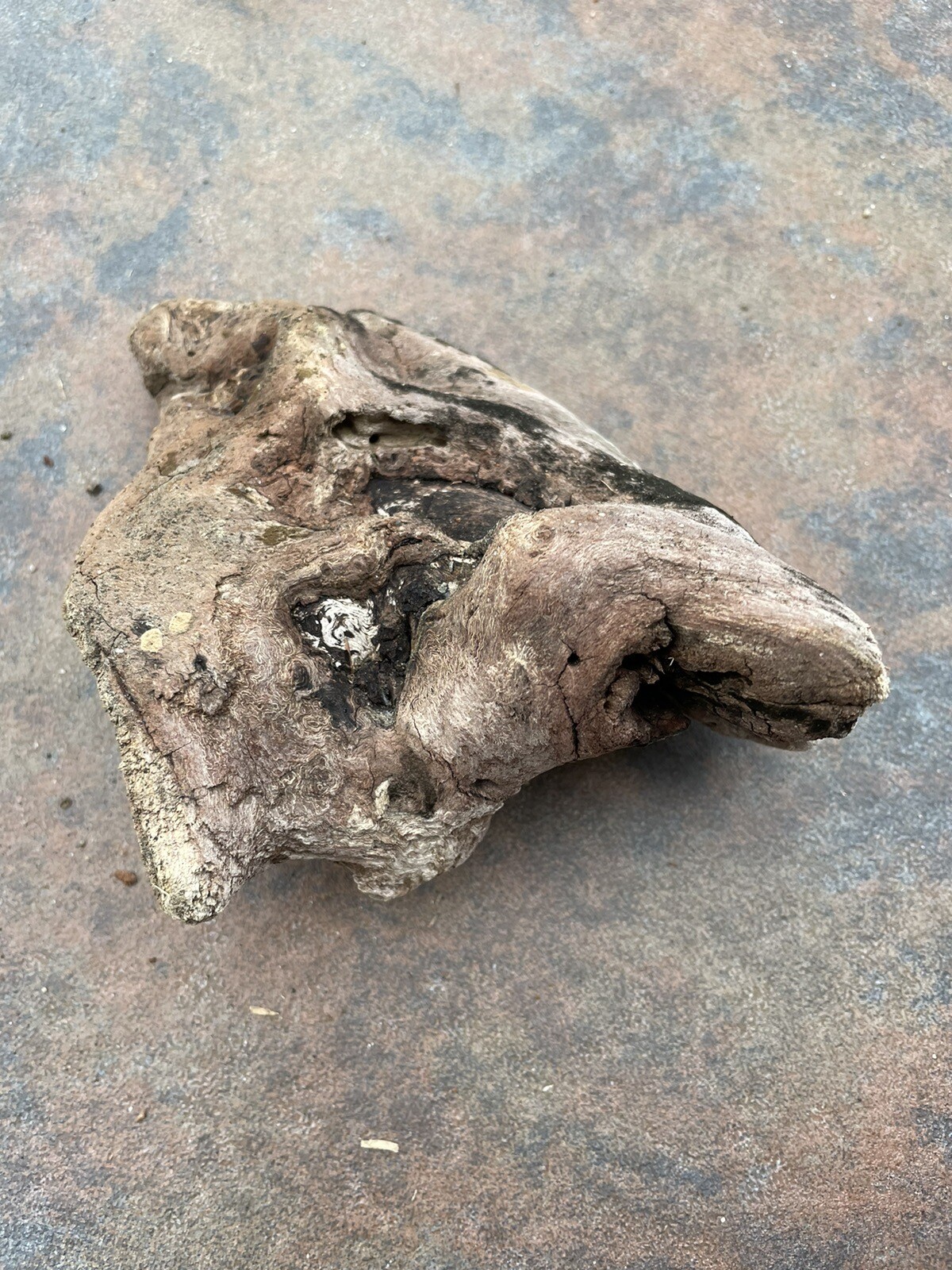 Natural Driftwood for Plants Terrarium Taxidermy Art Projects