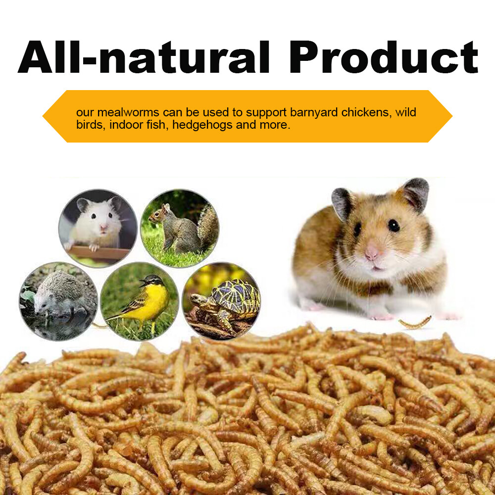 Wholesale Bulk Dried Mealworms for Wild Birds Food Blue Bird Chickens Hen Treats