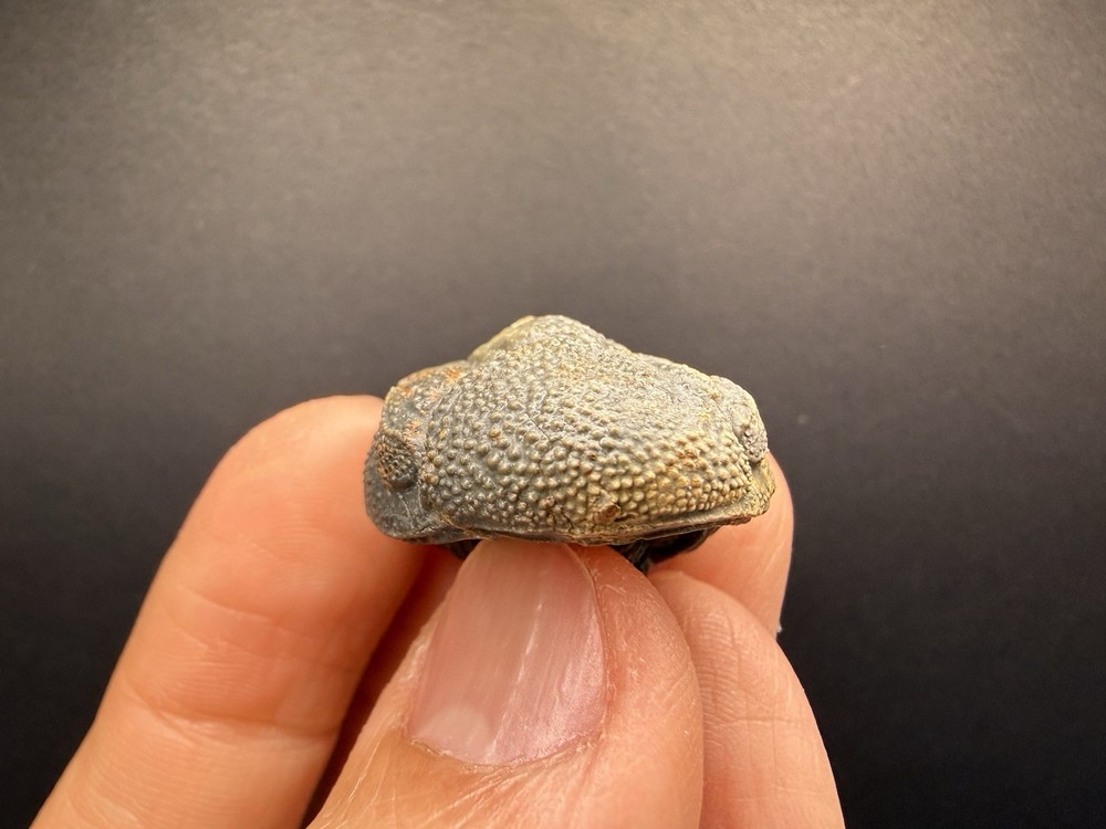 Enrolled Moroccops Trilobite
