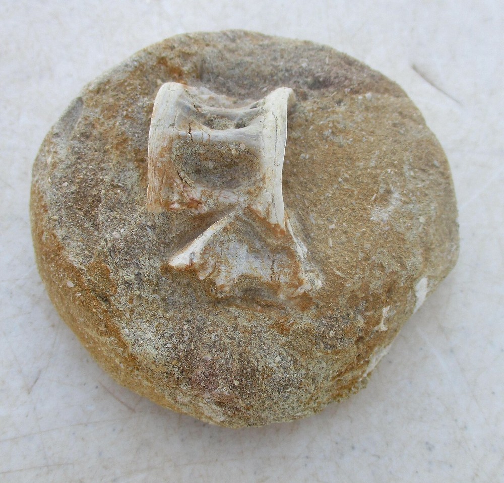 Fossil Vertebra Unidentified Specimen