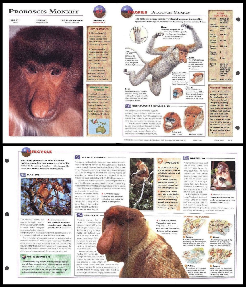 Fold-Out Sheet - Proboscis Monkey - 87