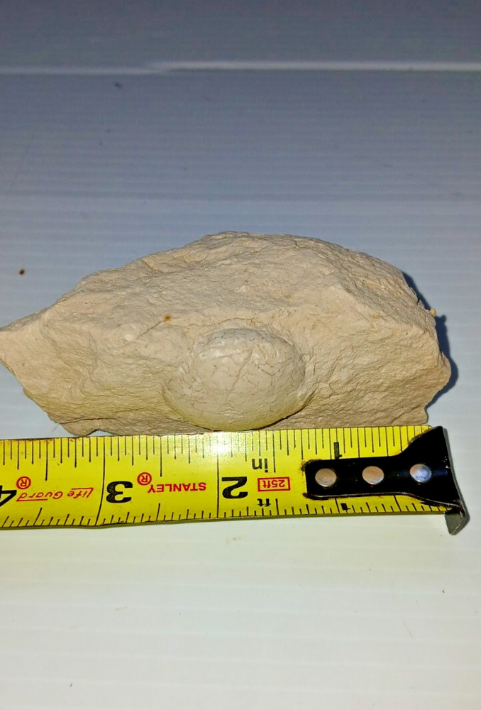 Turtle Egg Fossil?