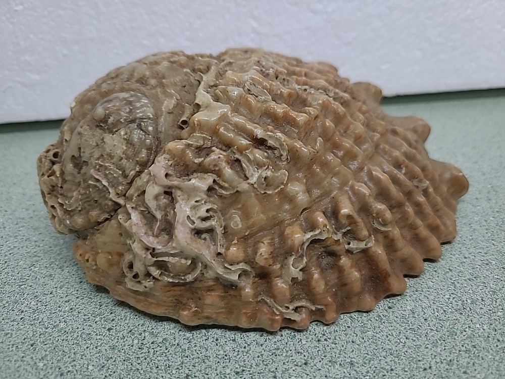 Large Antique Sea Shell
