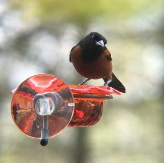 Window Oriole Freeder
