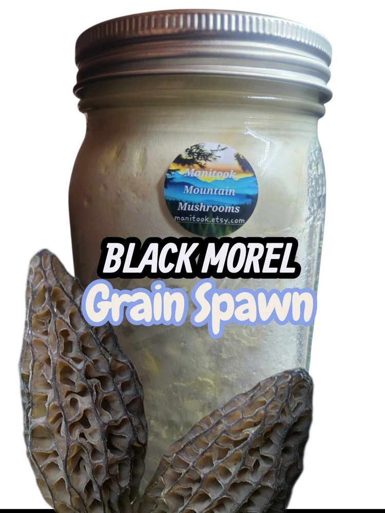 BLACK MOREL (Morchella eohespera) Mushroom Colonized Grain Spawn, 1 Quart