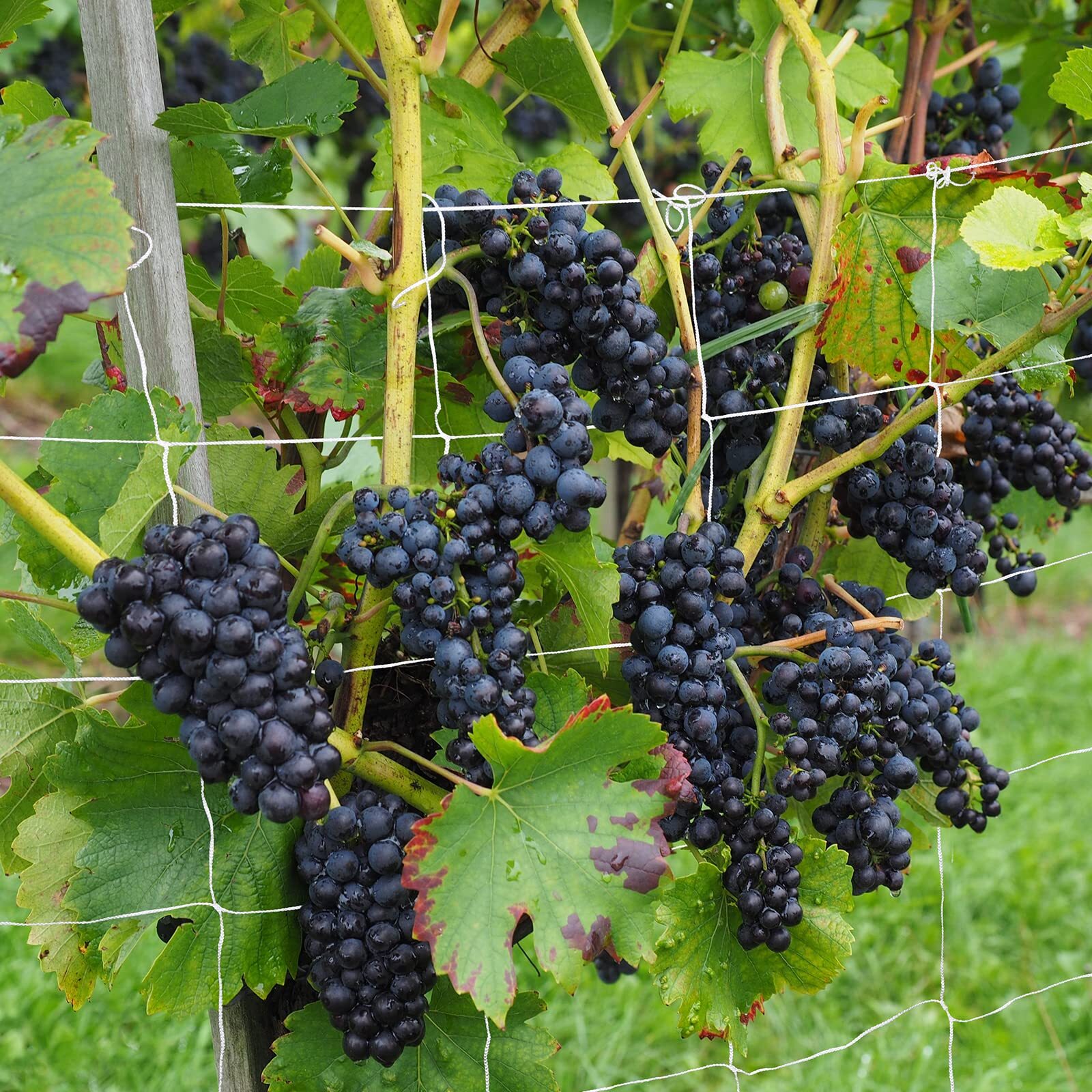 VIVOSUN 15'/30' Heavy Duty Grow Trellis Netting Polyester Plant Climb