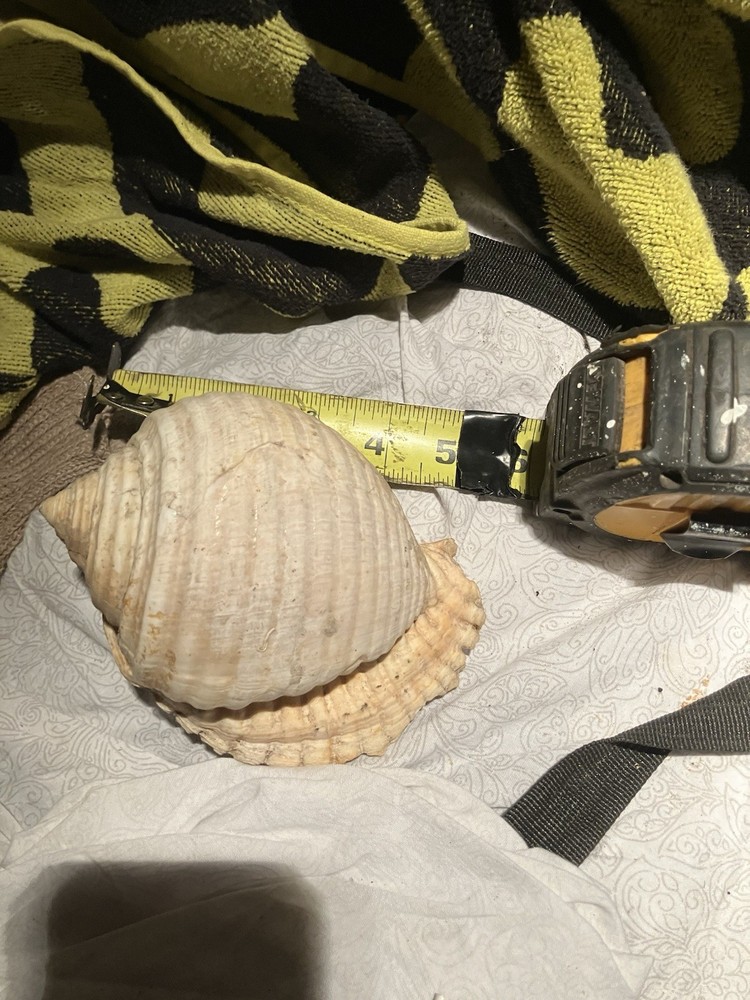Sea Shell Lot 3 Nice Shells
