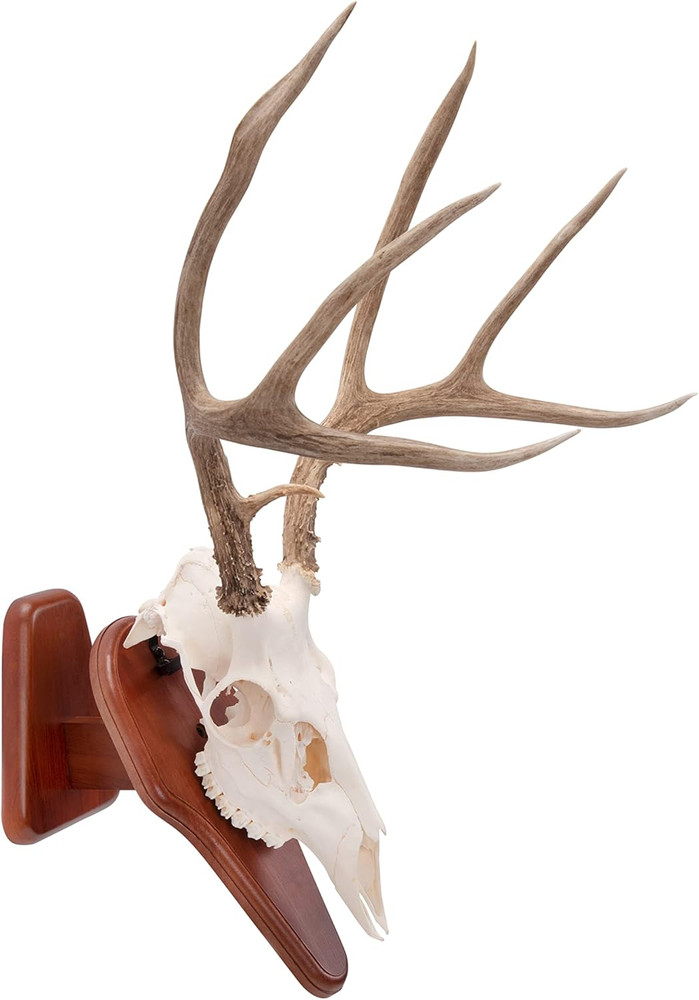 EZ Skull Mount Presentation Pedestal & Plaque