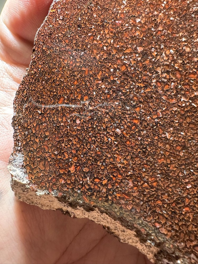 Dinosaur bone rough **hxtled slab.