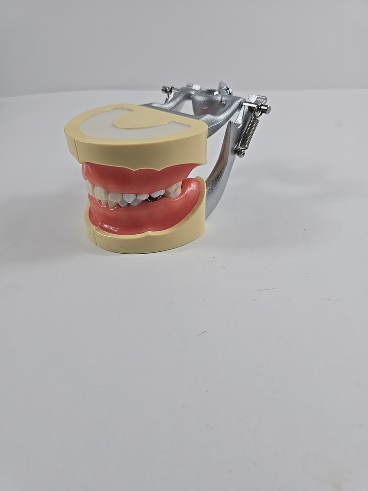 Dental Practice Typodont Model