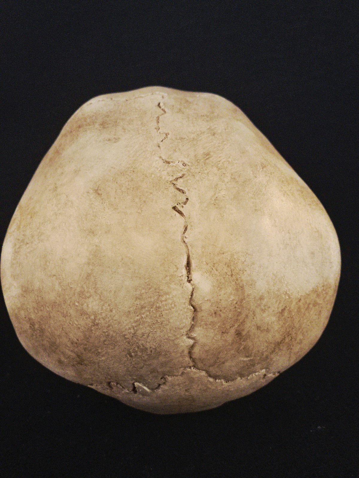 Alien Skull Realistic Full Size