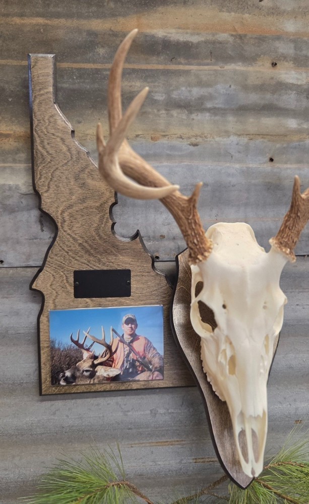 European skull state mount