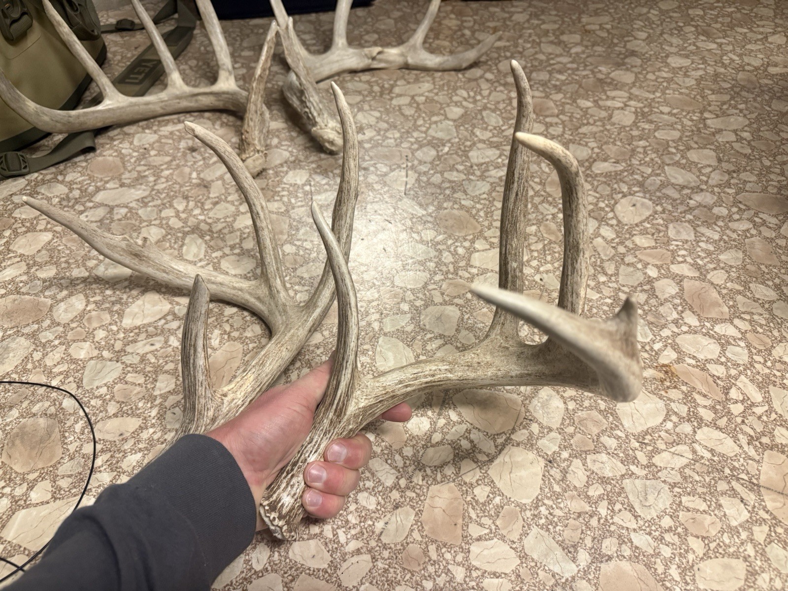 3 Whitetail Antler Shed Sets