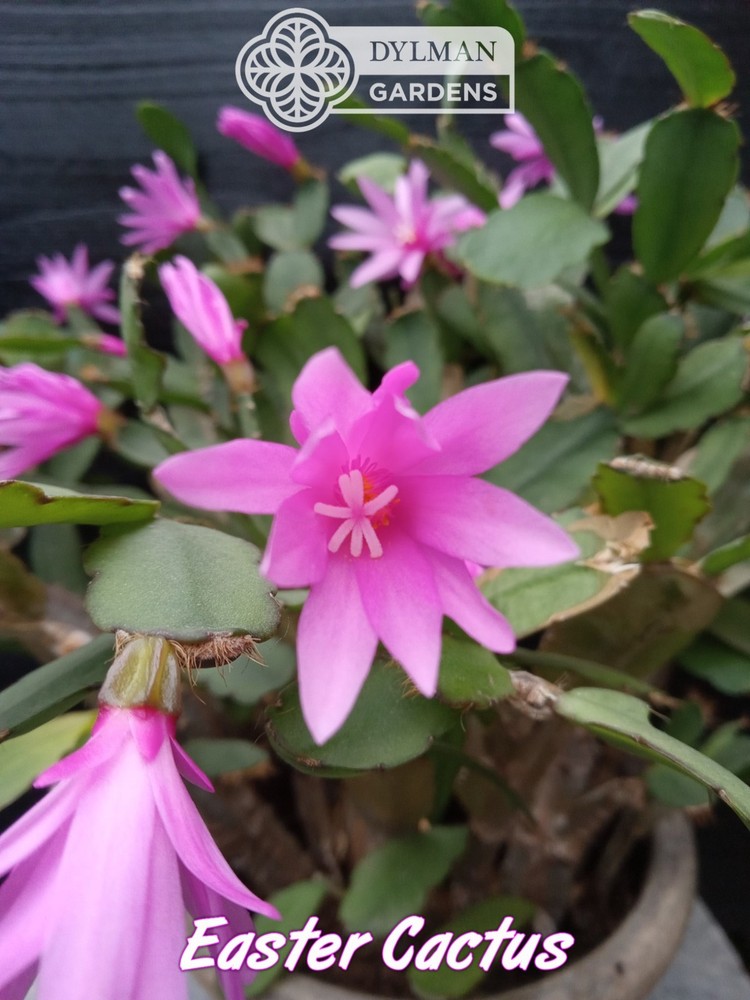 Easter Cactus (Rhipsalidopsis x graeseri) Whitsun Cactus - Multiple Sizes