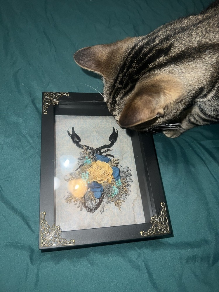 Scorpion shadow box / Oddities