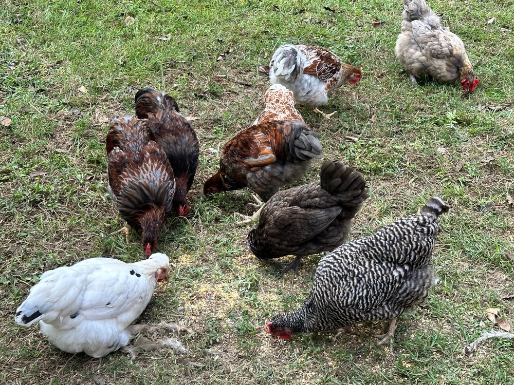 Frizzle BYM Hatching Eggs x12++