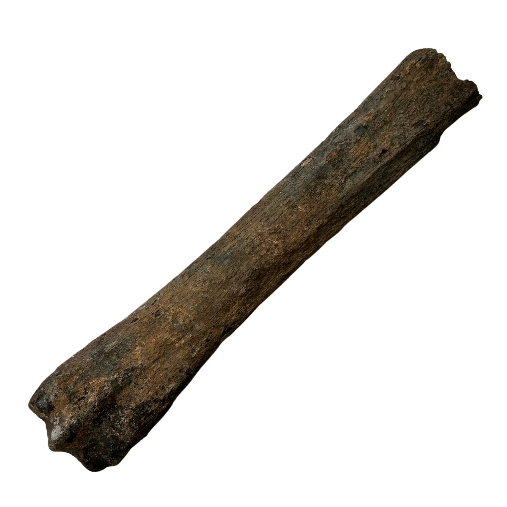 Ice Age Horse Metapodials