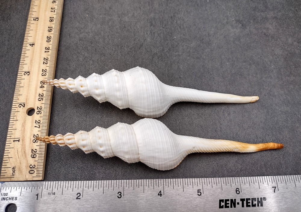 Du Petits Spindle Seashell White (1 shell approx. 5+ inches) Shell for crafts!