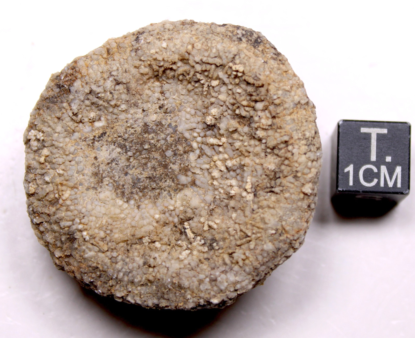 Astraeospongia meniscus Sponge Fossil Silurian Tennessee Brownsport Formation