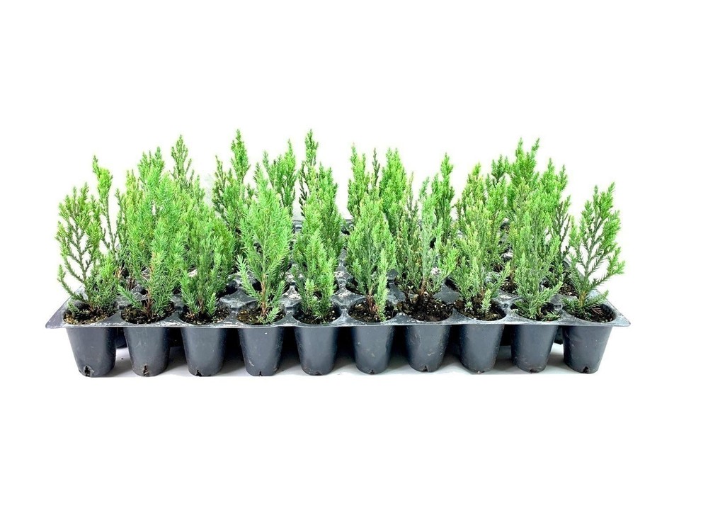 Blue Point Juniper | 2 Inch | Live Trees | Juniperus Chinensis | Evergreen