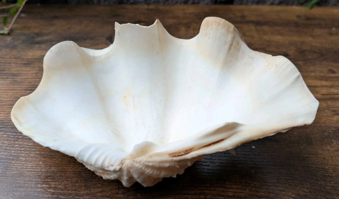 Large Vintage TRIDACNA SQUAMOSA Fluted Giant Clam Shell HALF 9 x 5 1/2"