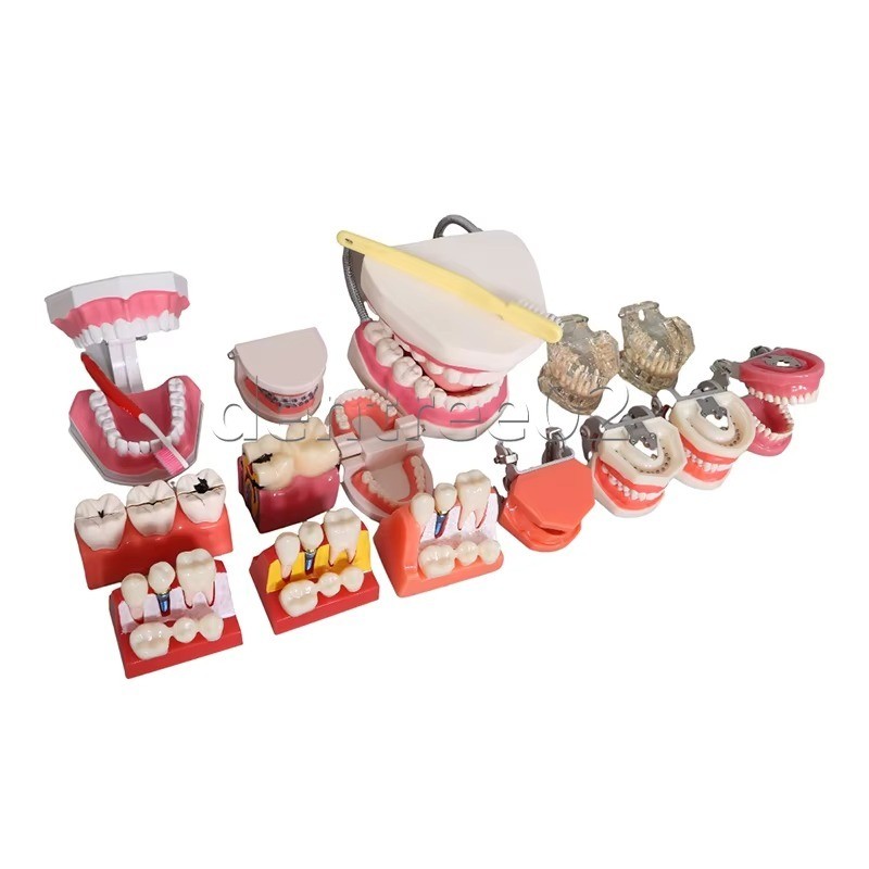 3D Human Teeth Gums Model Dentist Training Teaching Education