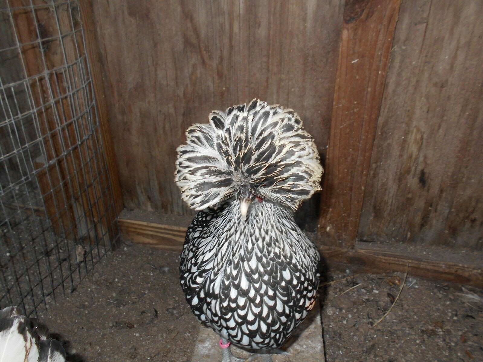 SILVER, BUFF, WHITE, GOLDEN POLISH BANTAM HATCHING EGGS SHIP 3/23 12+EGGS
