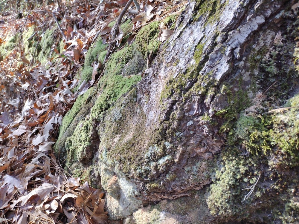 East Texas Organix Free Range Moss