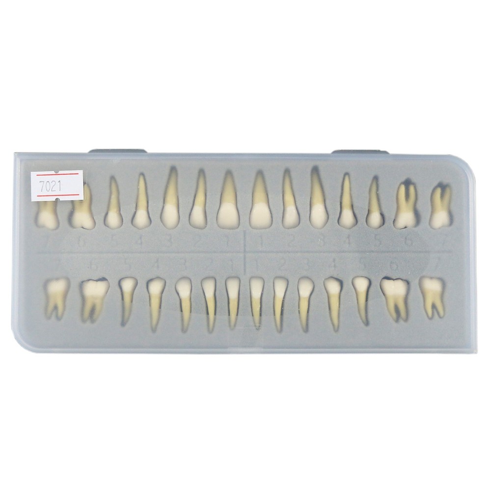 M7021 Standard Replacement Teeth 28Pcs Training Demonstration Study Teeth