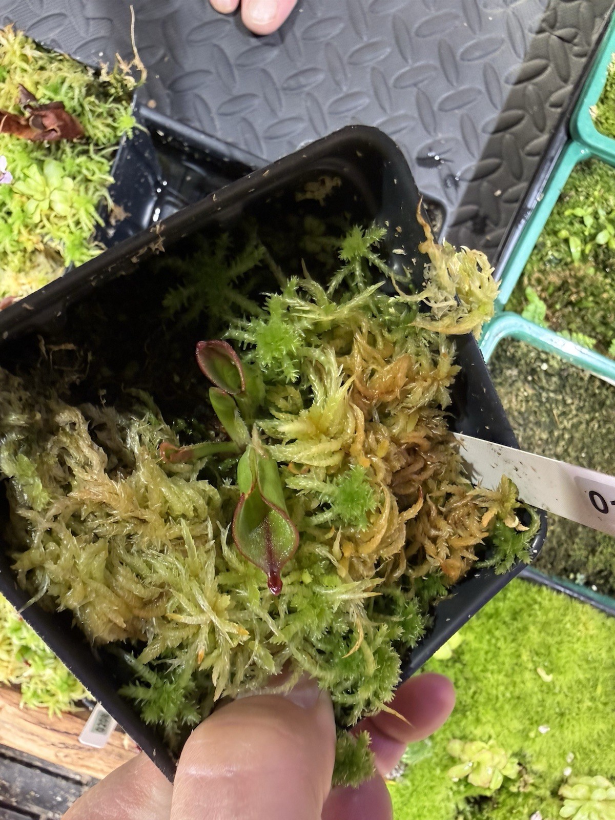 Heliamphora Minor X Cherry Top